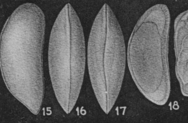 Holotype of Macrocyprina pacifica Leroy, 1943