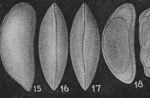 Macrocyprididae