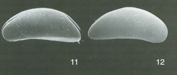 Holotype (11) and paratype (12) of Macrocyprina rattrayi Whatley, Jones & Wouters, 2000