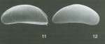 Holotype (11) and paratype (12) of Macrocyprina rattrayi Whatley, Jones & Wouters, 2000