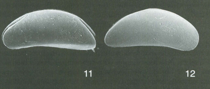 Holotype of Macrocyprina rattrayi Whatley, Jones & Wouters, 2000