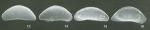 Holotype of Macrocyprina rattrayi Whatley, Jones & Wouters, 2000