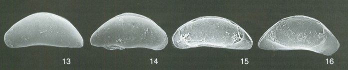 Holotype of Macrocyprina rattrayi Whatley, Jones & Wouters, 2000