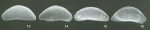 Paratypes of Macrocyprina rattrayi Whatley, Jones & Wouters, 2000