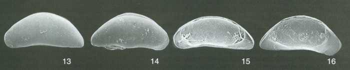 Paratypes of Macrocyprina rattrayi Whatley, Jones & Wouters, 2000 Paratypes of Macrocyprina rattrayi Whatley, Jones & Wouters, 2000
