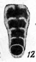 Nodosaria parva Lipina, 1949