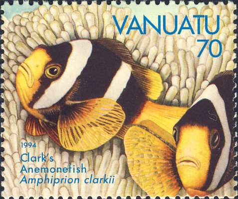 Amphiprion clarkii Amphiprion clarkii