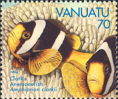 Amphiprion clarkii 