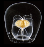 Tregouboviopsis perradialis medusa, lateral, from Japan