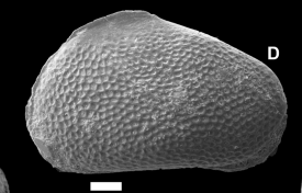 Holotype of Batecypris reticularis ALMEIDA-LIMA,GUZMÁN,MAIA,SOUSA&PIOVESAN, 2024