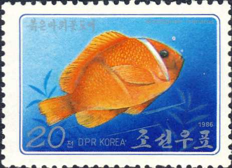 Amphiprion frenatus Amphiprion frenatus