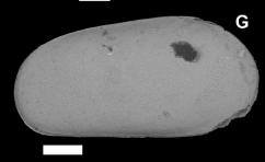 Holotype of Batecypris reticularis Holotype of Macunhaella posteroaltis Almeida-Lima, Guzmán, Maia, Sousa & Piovesan, 2024