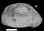 Holotype of Batecypris reticularis Almeida-Lima, Guzmán, Maia, Sousa & Piovesan, 2024