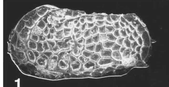 Bradleya thomasi Steineck &amp; Yozzo, 1988 - Holotype - original reference