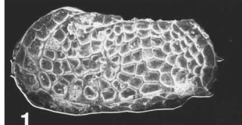 Bradleya thomasi Steineck & Yozzo, 1988 - Holotype - original reference