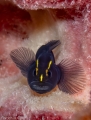 Elacatinus tenox (Slaty Goby)