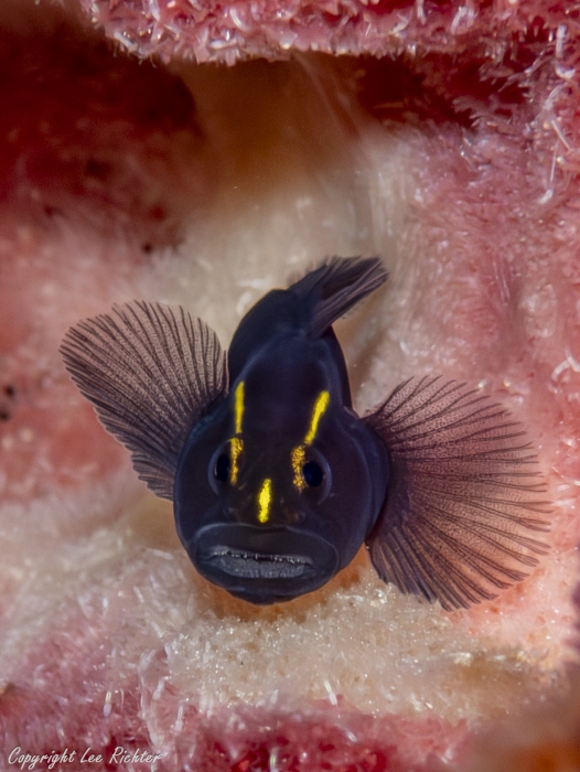 Elacatinus tenox (Slaty Goby) Elacatinus tenox (Slaty Goby)