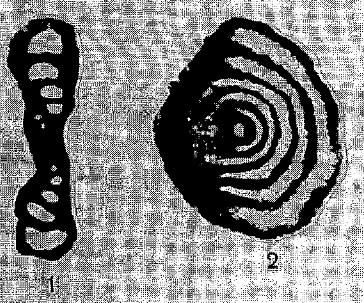 Ammodiscus irregularis Skvortsov, 1965