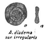 Ammodiscus diadema var. irregularis Golubtsov, 1957