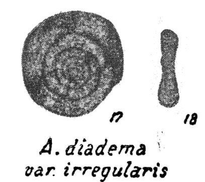 Ammodiscus diadema var. irregularis Golubtsov, 1957