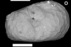 Holotype of Batecypris reticularis Holotype of Theriosynoecum favus Almeida-Lima, Guzmán, Maia, Sousa & Piovesan, 2024