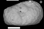 Holotype of Batecypris reticularis Holotype of Theriosynoecum favus Almeida-Lima, Guzmán, Maia, Sousa & Piovesan, 2024