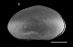 Holotype Strandesia rondoniensis Gomes, et al, 2024