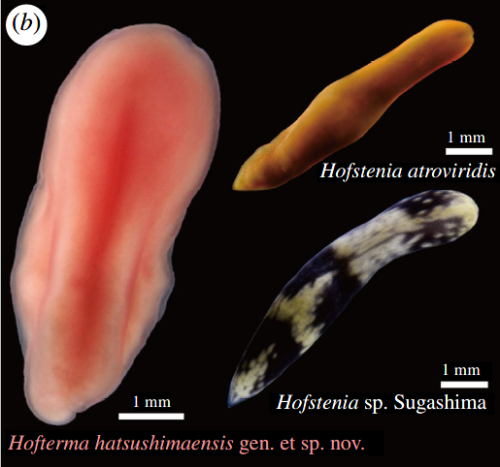 Hoftherma hatsushimaensis