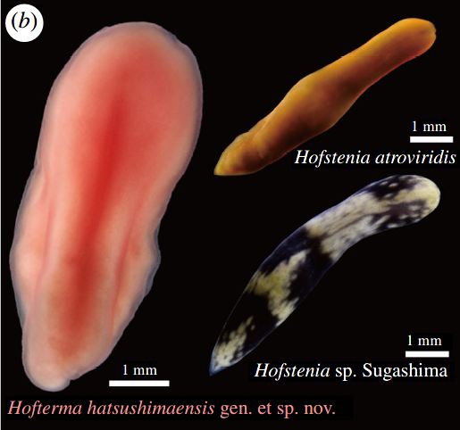 Hoftherma hatsushimaensis Hoftherma hatsushimaensis