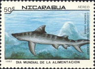 Carcharhinus nicaraguensis