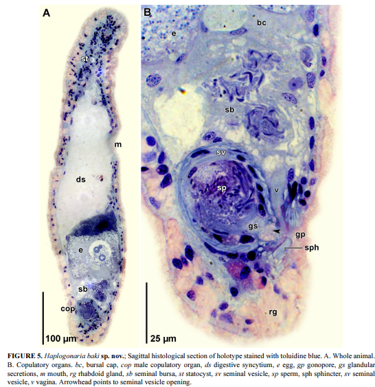 Haplogonaria baki Haplogonaria baki