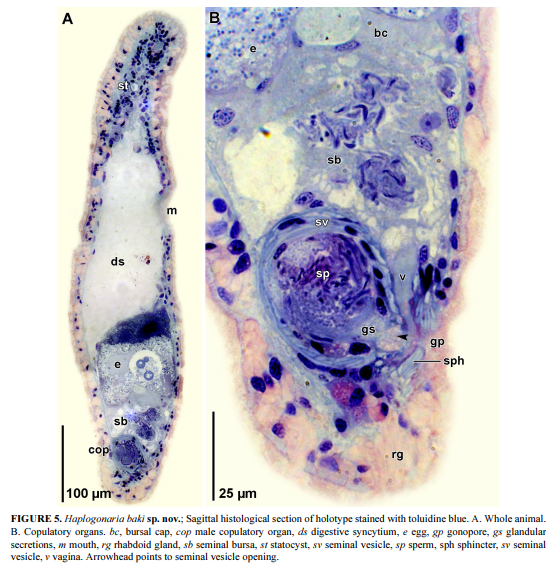 Haplogonaria baki