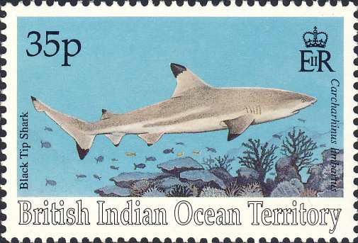 Carcharhinus limbatus Carcharhinus limbatus