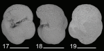 Bagginoides tibeisalinella Trubin & Marinov, 2024