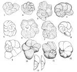 Cibicides catalaunicus Colom, 1971