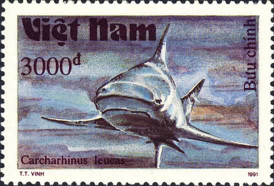 Carcharhinus leucas Carcharhinus leucas