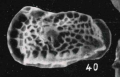 Bradleya thiliensis Apostolescu, 1957