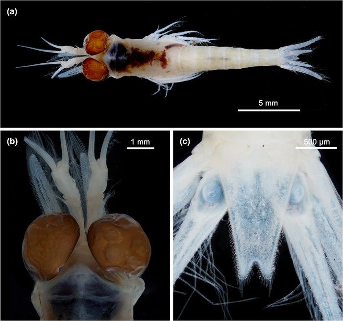 Muscamysis carolinensis Muscamysis carolinensis