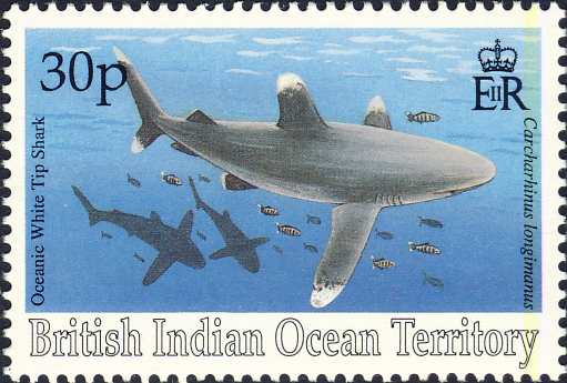 Carcharhinus longimanus Carcharhinus longimanus