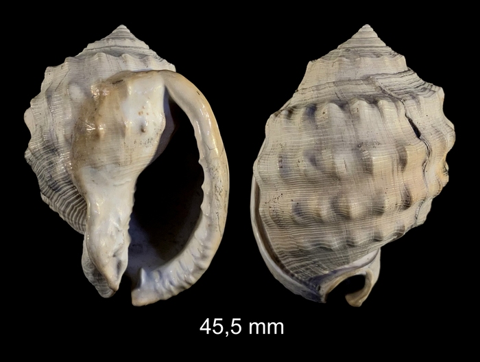 Echinophoria intermedia (Brocchi, 1814) Echinophoria intermedia (Brocchi, 1814)
