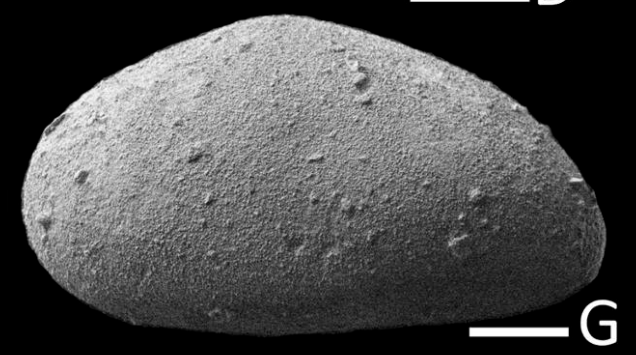 Holotype Oculocytheropteron jemmyensisMcDonald, A. P.; Weldon, E. A.; Warne, W. T., 2024