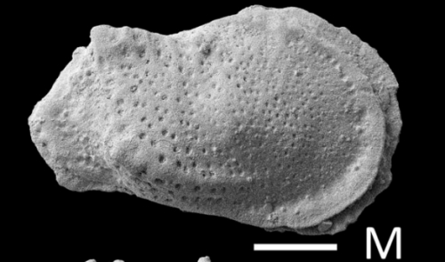 Paratype Philoneptunus plutonisMcDonald, A. P.; Weldon, E. A.; Warne, W. T., 2024