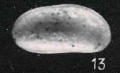 Holotype Clithrocytheridea pusillaApostolescu, 1957