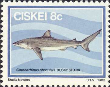 Carcharhinus obscurus Carcharhinus obscurus