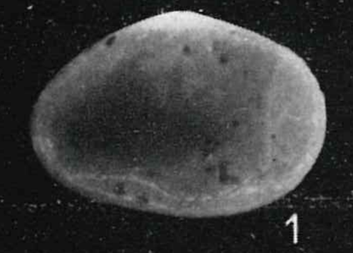 Holotype Cytherella fornicataApostolescu, 1957