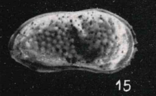 Holotype Clithrocytheridea canceraticaApostolescu, 1957