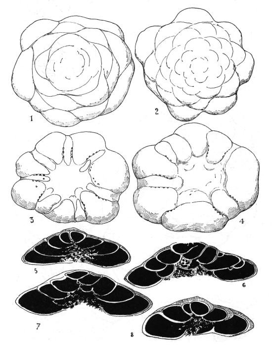 Hofkerina batalleri Colom, 1971
