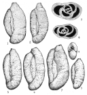 Triloculina mollis Colom, 1971