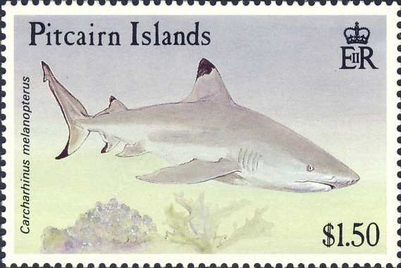 Carcharhinus melanopterus