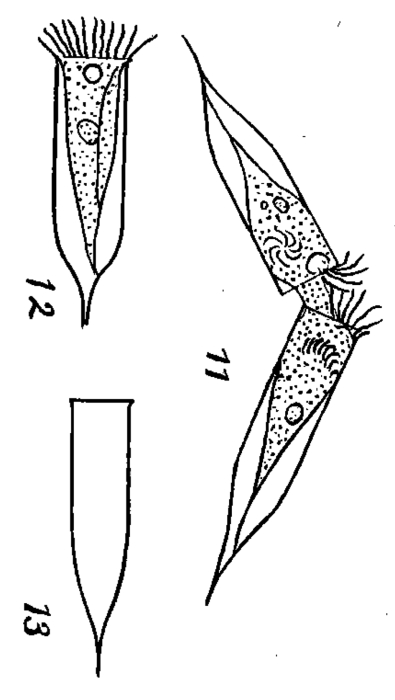 Tintinnus translucens Wailes 1925